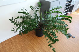 Plante i krukke
