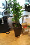 Plante i krukke