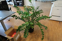 Plante i krukke
