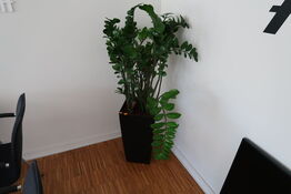 Plante i krukke