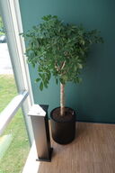 Plante i krukke