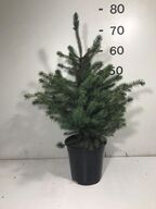 150 stk. DIY Christmas tree mix omorika