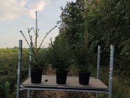 85 stk. Potted Christmas tree Abies