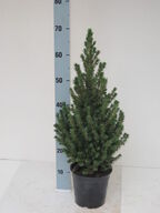 100 stk. Potted Christmas tree Conica