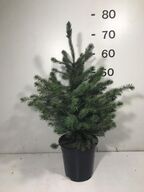 100 stk. Potted Christmas tree omorika