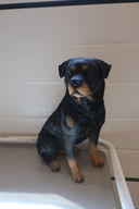 Siddende rottweiler 