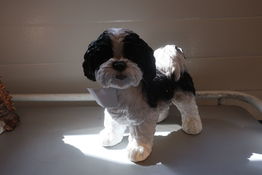 Shih Tzu stående sort