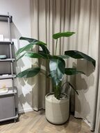 Plante i krukke