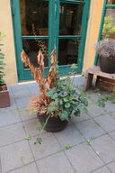 Plante