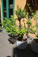 Plante
