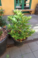 Plante