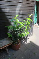 Plante