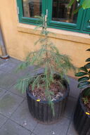 Plante