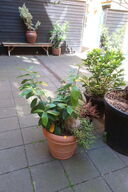 Plante