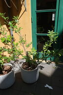 Plante