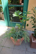 Plante