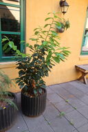 Plante