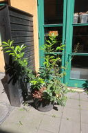 Plante