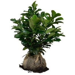 Lynauktion over 100 stk. Prunus etna hæk