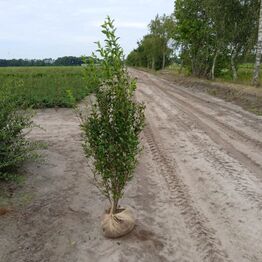 Hække-auktion fra Holland (Bliver sendt direkte til køber)