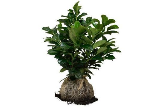 100 stk. Prunus etna 40-50