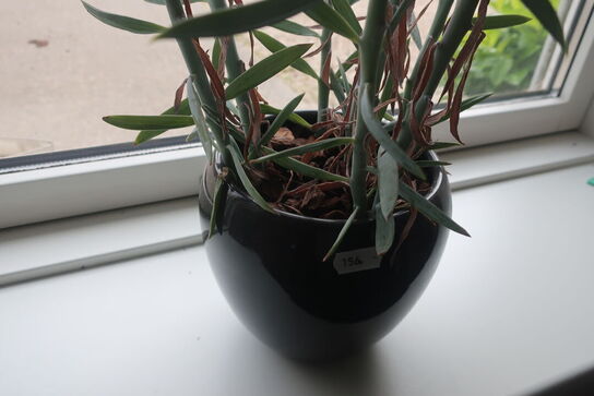 Radio og plante