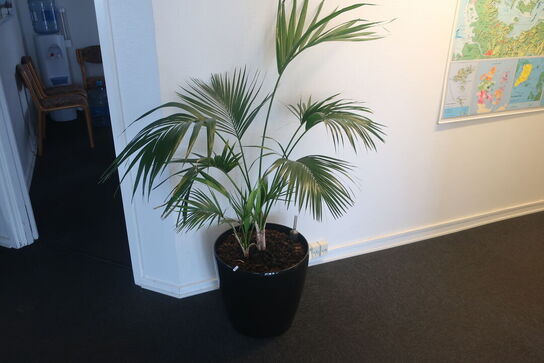 2 stk. planter