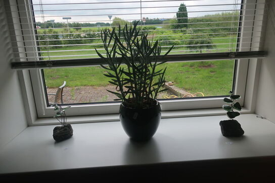 Potteplante / skulturer
