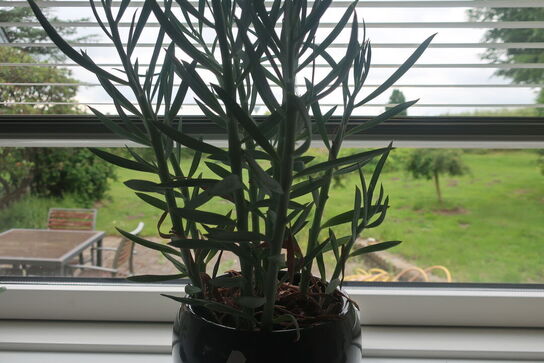 Potteplante / skulturer