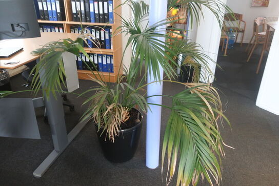 2 stk. planter