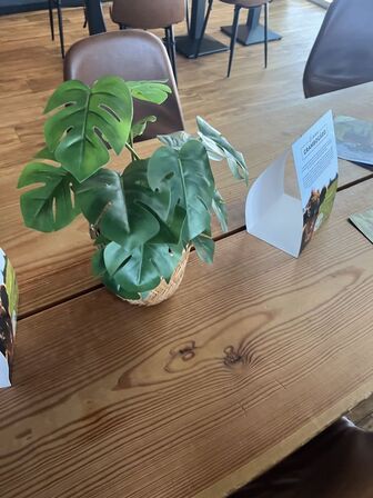 Alle kunstige planter i butikken