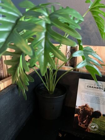 Alle kunstige planter i butikken