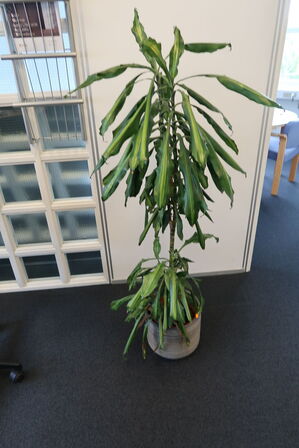 Plante i krukke