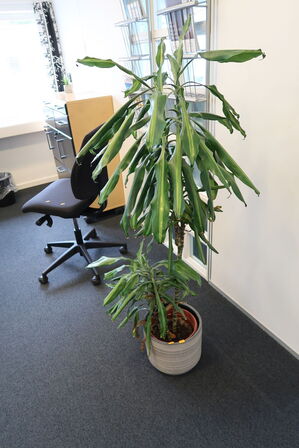 Plante i krukke