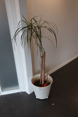 Plante i krukke