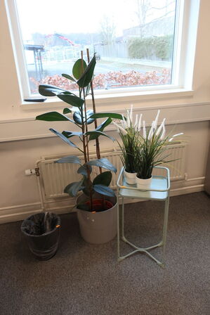 Plante i krukke, sidebord med 2 stk. planter og papirkurv