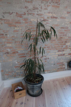 Plante