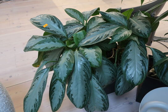 Plante