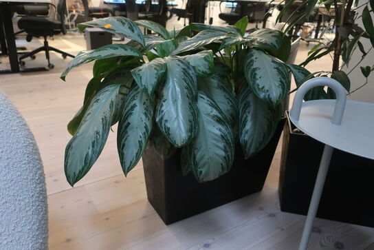 Plante