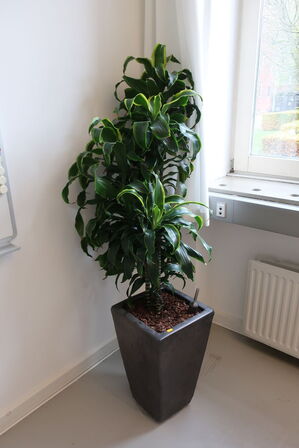 Plante i krukke