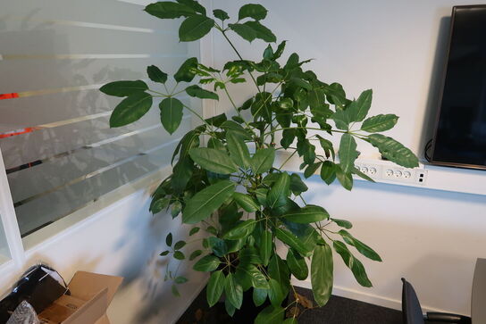 Plante i krukke