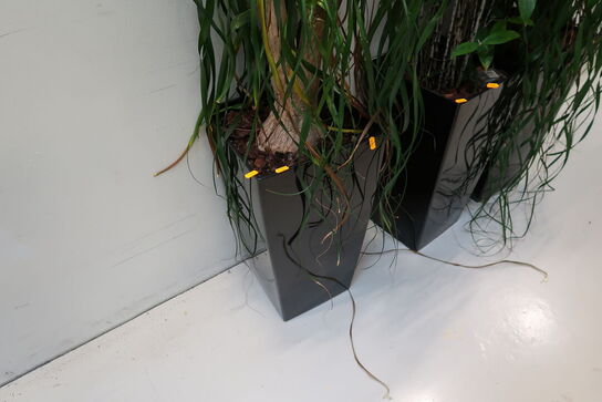 Plante i krukke