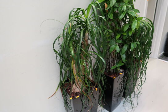 Plante i krukke