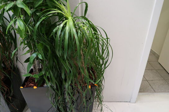 Plante i krukke
