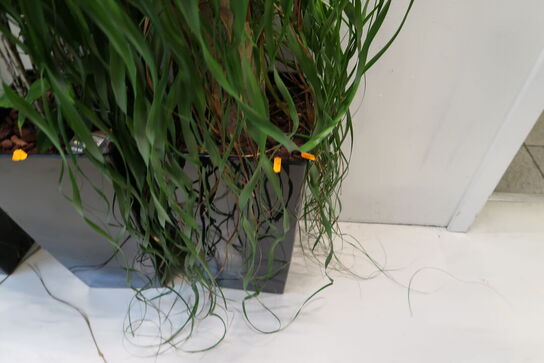 Plante i krukke
