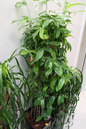 Plante i krukke