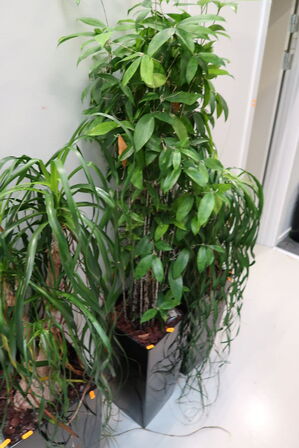 Plante i krukke