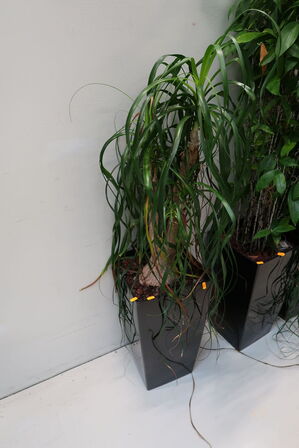 Plante i krukke