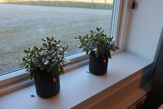 2 stk. planter i krukke