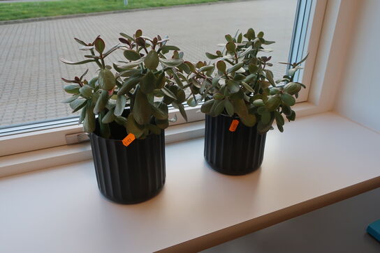 2 stk. planter i krukke